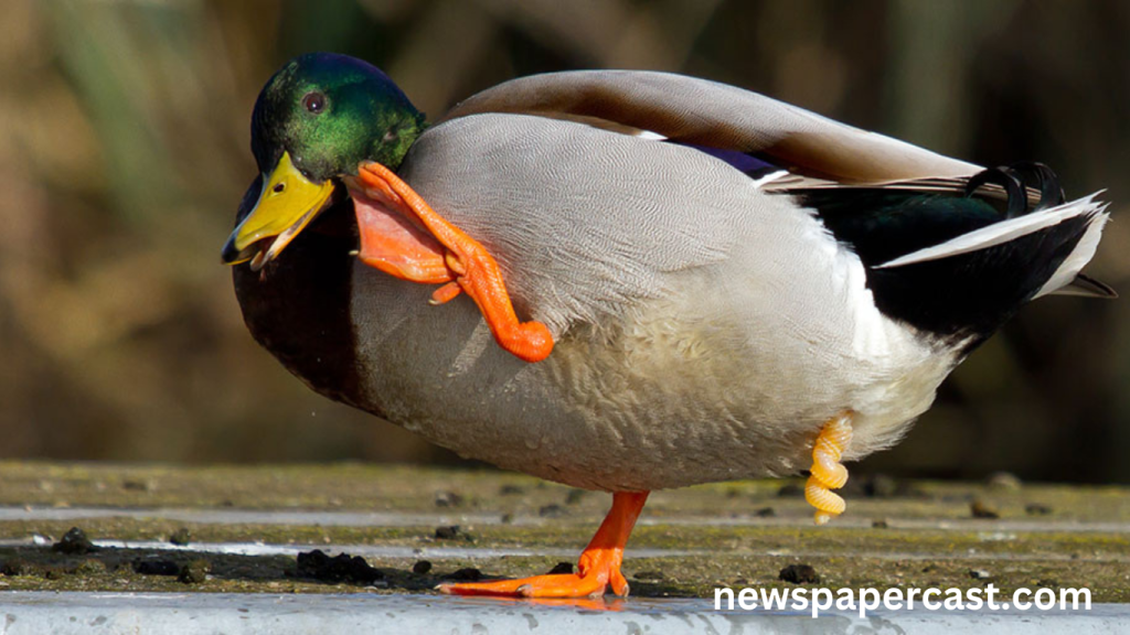 Ballistic Penises and Corkscrew Vaginas The Sexual Battles of Ducks