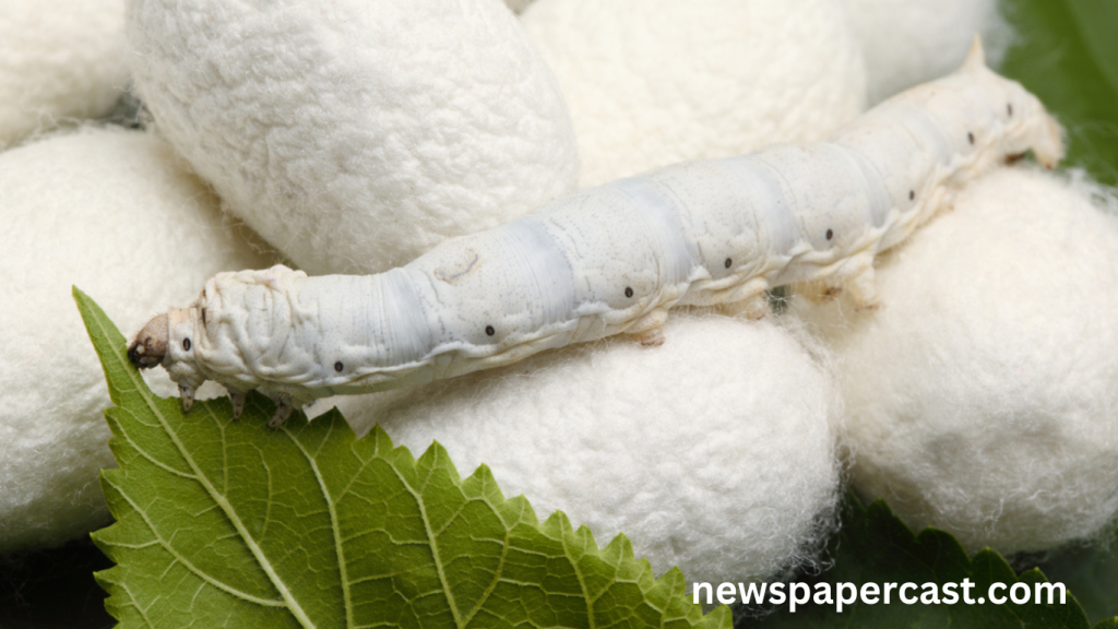 How Is Silk Made The Ethical Dilemma of Its Origins