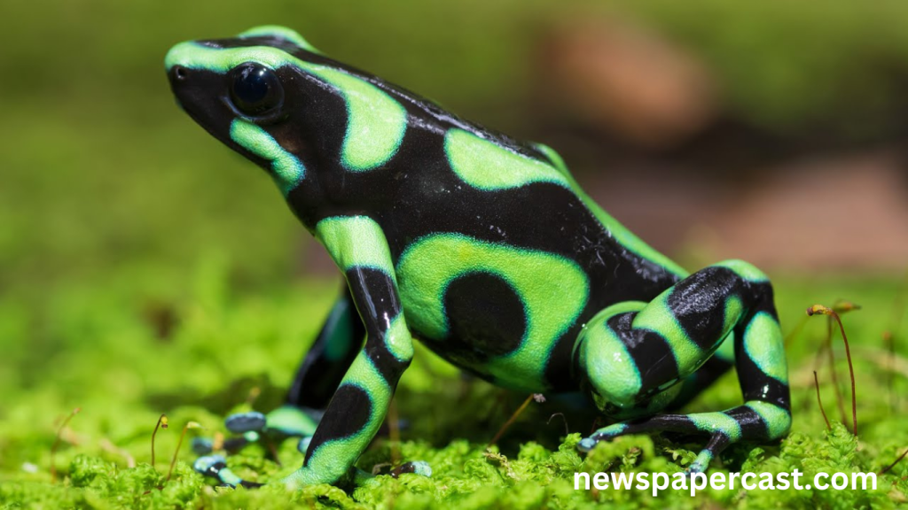 Meet 10 of the World’s Most Adorable Frogs