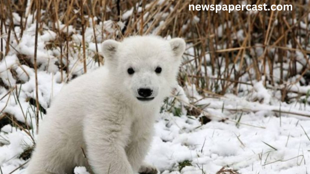 Snow Animals and How They Survive the Cold
