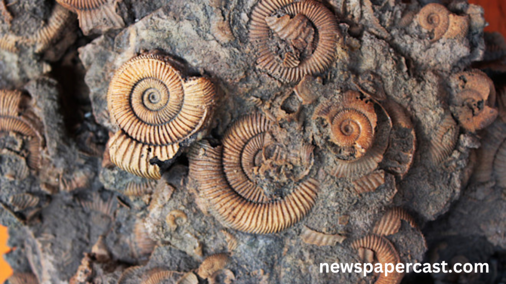Why Are Fossils Only Found in Sedimentary Rocks